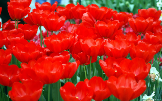 448203 (a): :1440x900